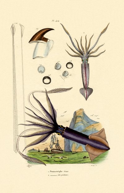 Giant Squid by French School